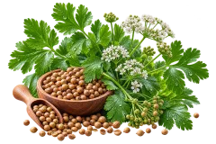 Coriander