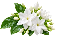 Jasmine