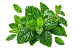 Mint