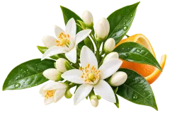 Neroli