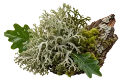 Oakmoss