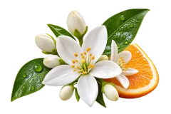 Orange Blossom