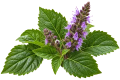 Patchouli