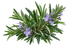 Rosemary