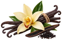 Vanilla