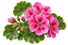 Geranium